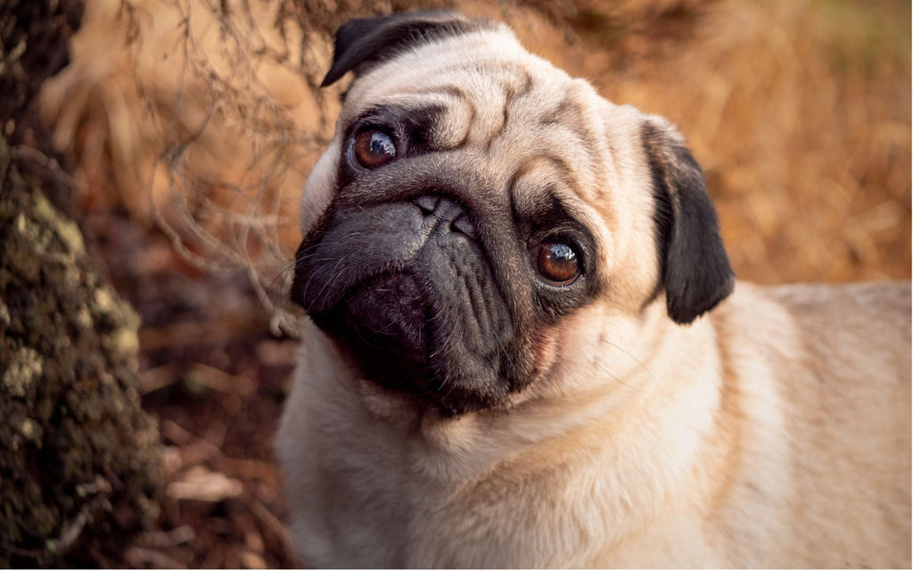 Piękny beżowy mops w lesie.