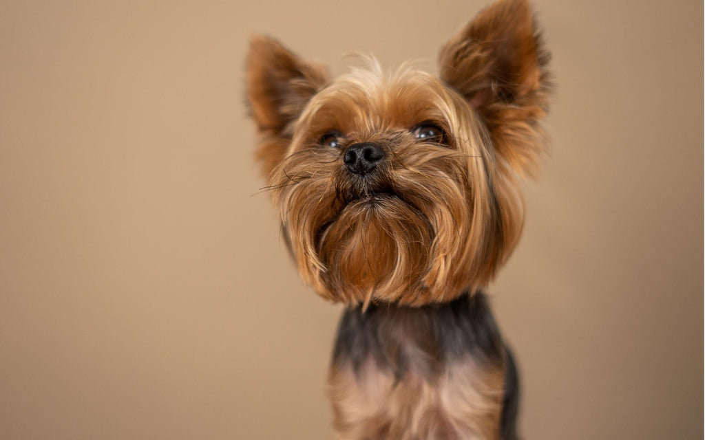 Mały Yorkshire Terrier.