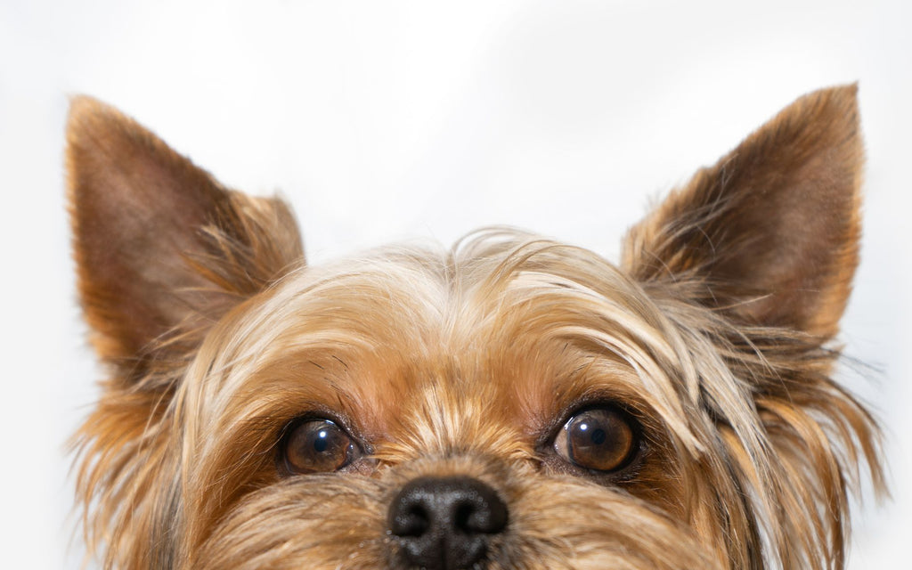 Yorkshire Terrier - ciekawskie spojrzenie.