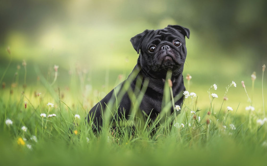 Portret pięknego psa rasy mops czarny na łące.