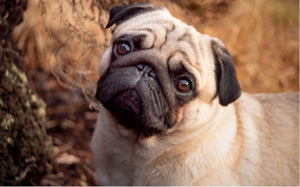 Jesienny portret psa mopsa.