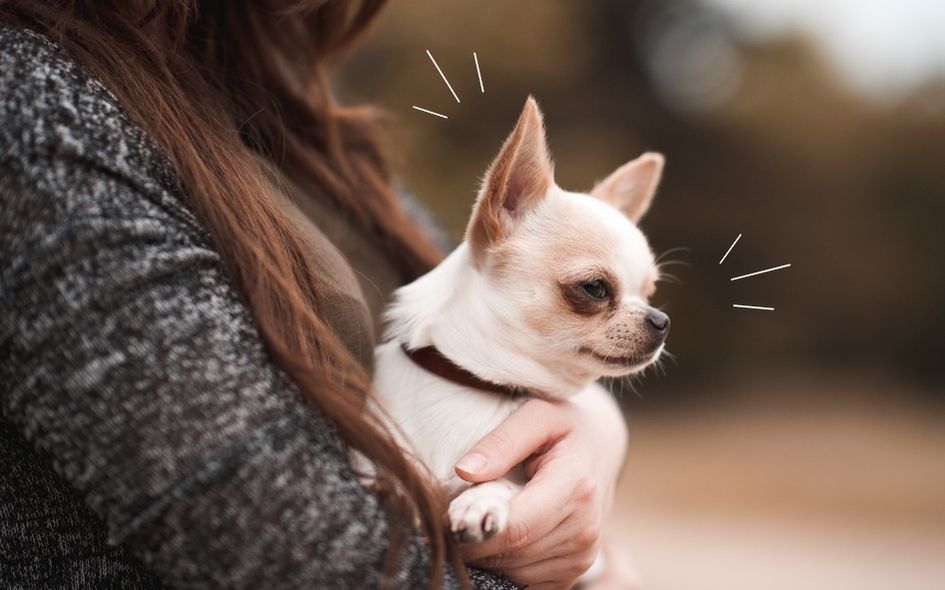 Mały biały Chihuahua na rękach u swojej pani
