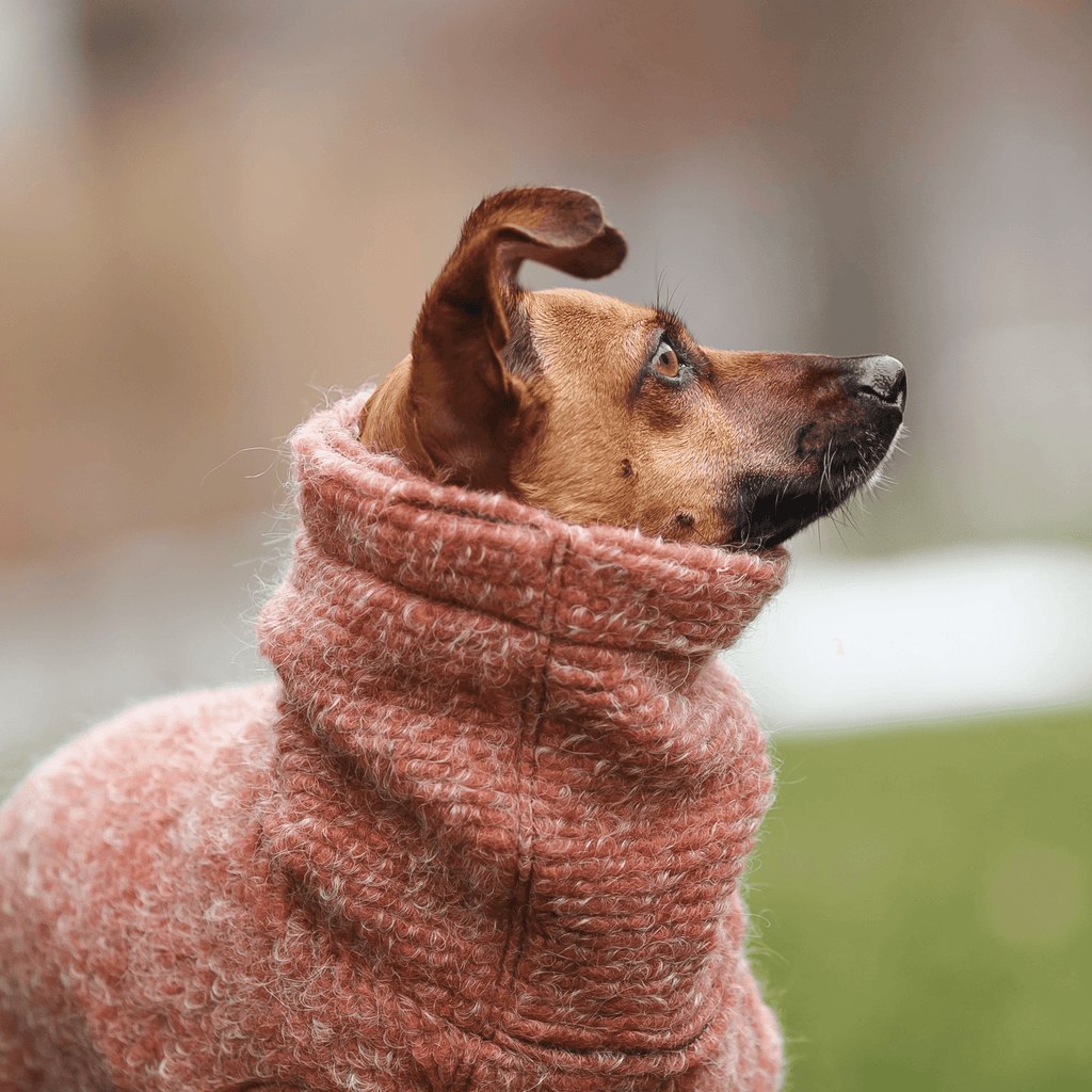 Golf Dreamer | WEŁNIANY SWETER DLA PSA | Pudrowy Róż - Doggo Doggo