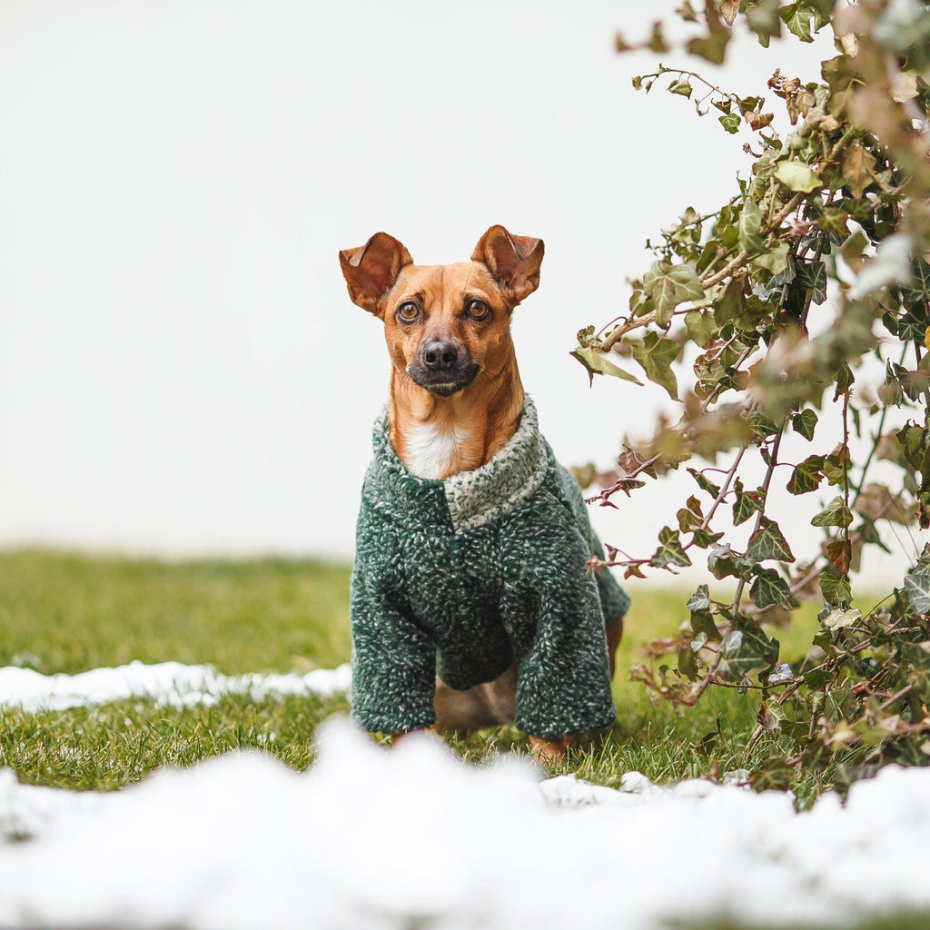 FREE SPIRIT | Polar dla psa | Bluza Raglan | Zielony Melanż - Doggo Doggo