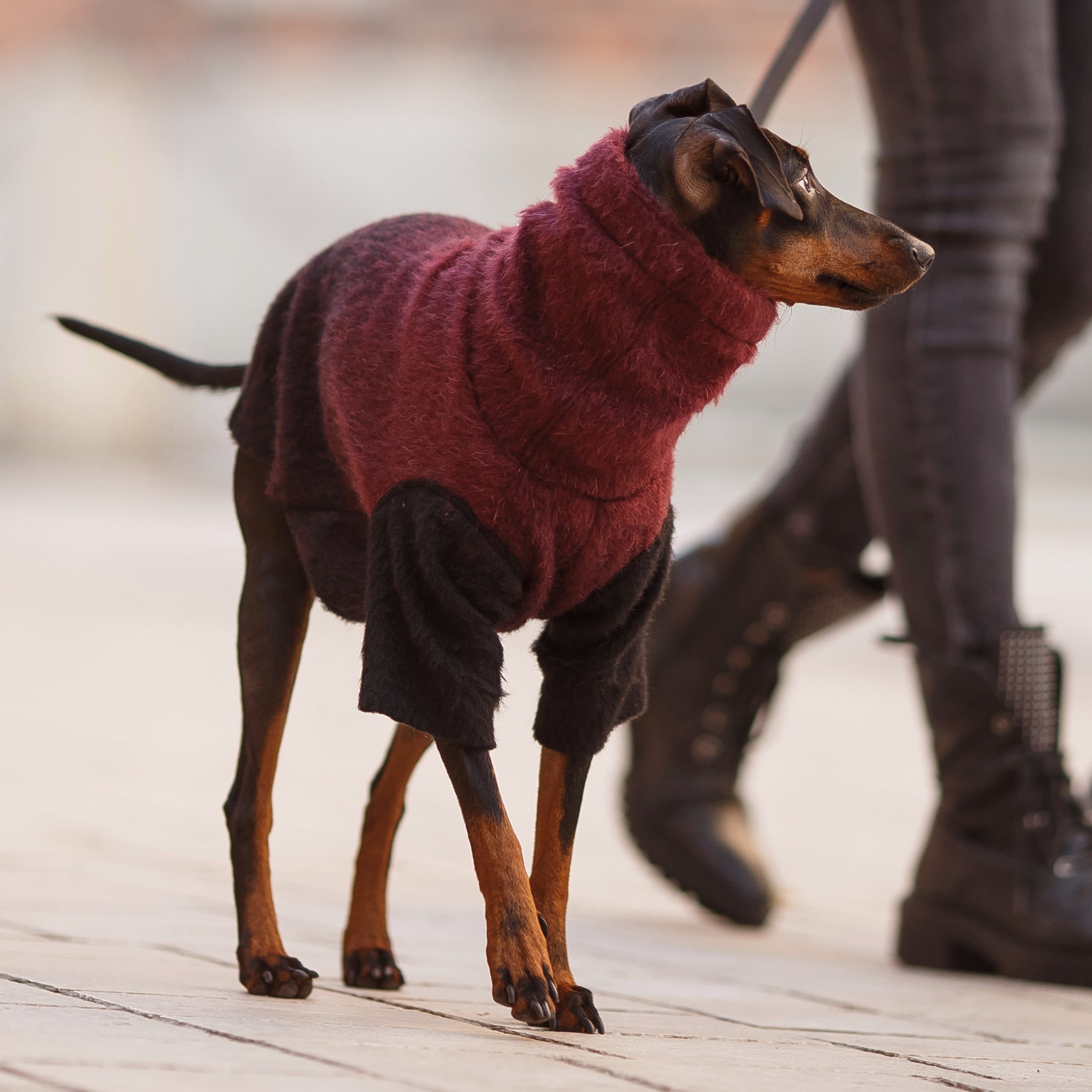 Dog turtleneck clearance sweater