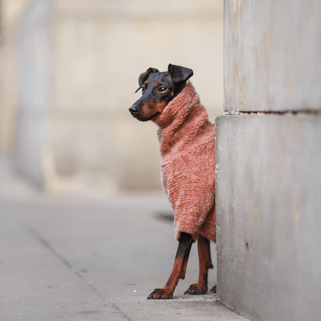 Golf Dreamer | WEŁNIANY SWETER DLA PSA | Pudrowy Róż - Doggo Doggo