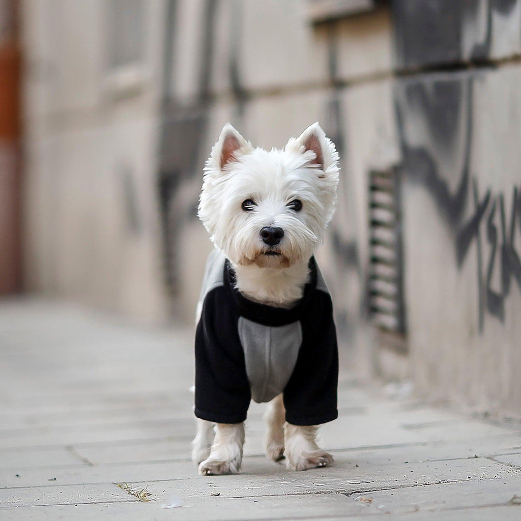 POLAROVELOVE | Polar dla psa | Bluza Raglan | Khaki Czarny - Doggo Doggo