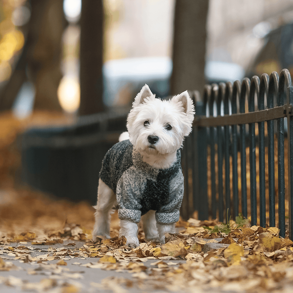 FREE SPIRIT | Polar dla psa | Bluza Raglan | Zielony Melanż - Doggo Doggo